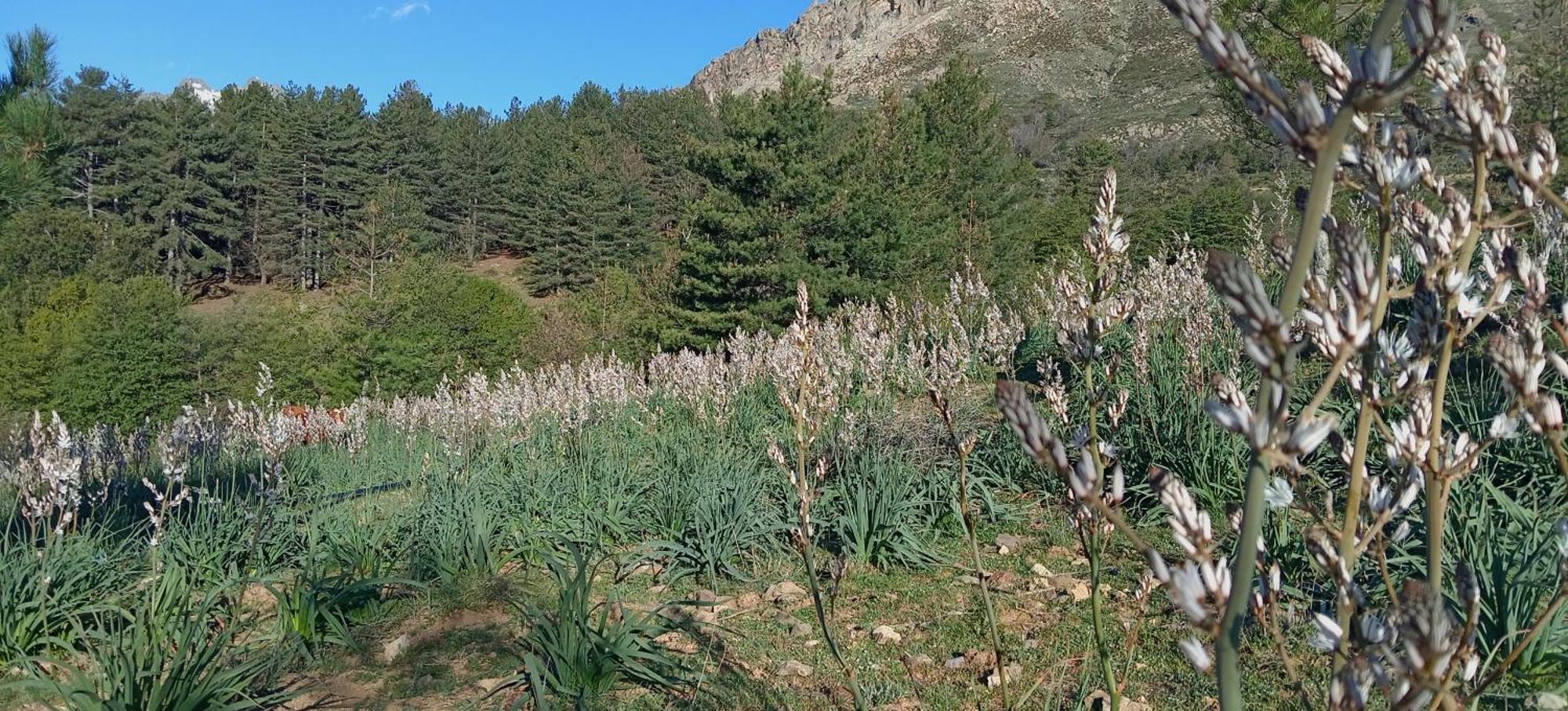 Appartamento Niolu Albertacce Esterno foto